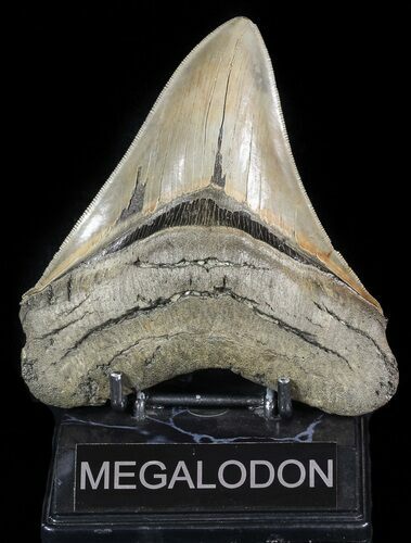Serrated, Tan, Megalodon Tooth - South Carolina #46554